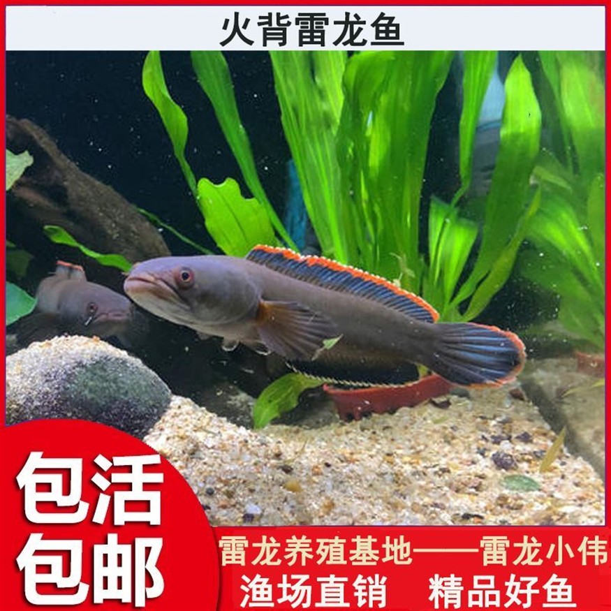 奶茶雷龍魚苗難養嗎怎么養