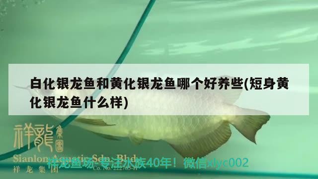 白化銀龍魚和黃化銀龍魚哪個好養(yǎng)些(短身黃化銀龍魚什么樣)