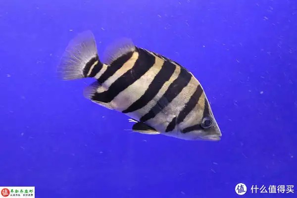 虎魚的特點(diǎn)，適應(yīng)性強(qiáng)，威武霸氣！