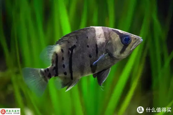 虎魚的特點(diǎn)，適應(yīng)性強(qiáng)，威武霸氣！