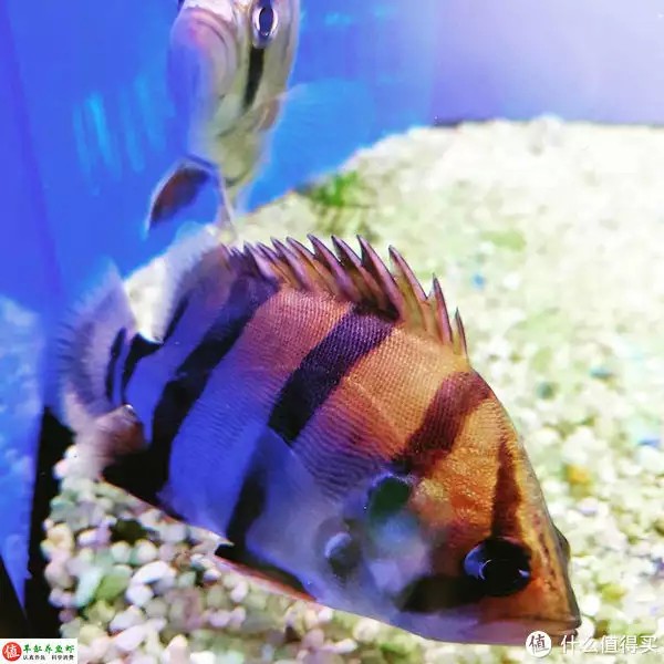 虎魚的特點(diǎn)，適應(yīng)性強(qiáng)，威武霸氣！