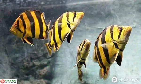 虎魚的特點(diǎn)，適應(yīng)性強(qiáng)，威武霸氣！