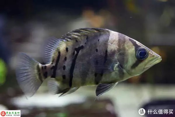 虎魚的特點(diǎn)，適應(yīng)性強(qiáng)，威武霸氣！