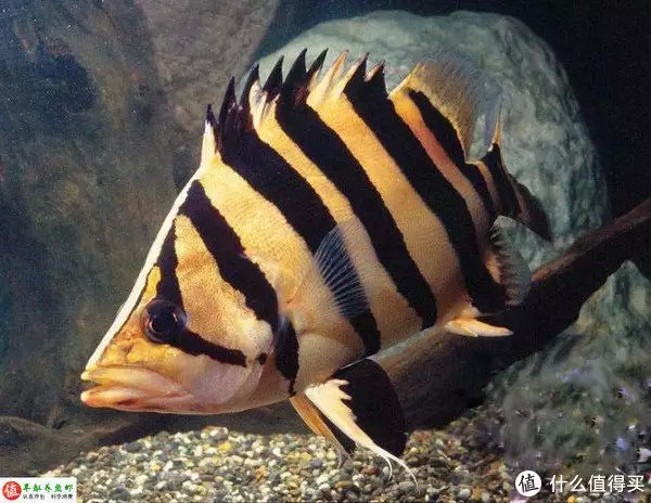 虎魚的特點(diǎn)，適應(yīng)性強(qiáng)，威武霸氣！