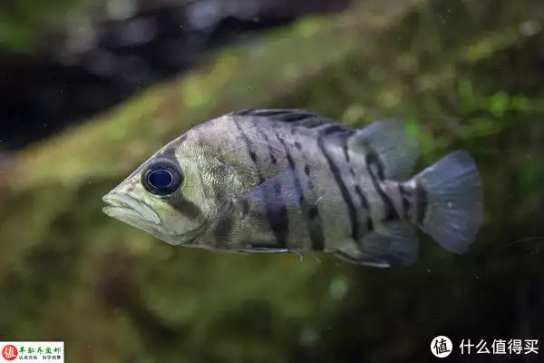 虎魚的特點(diǎn)，適應(yīng)性強(qiáng)，威武霸氣！