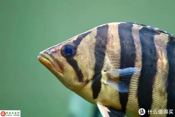 虎魚的特點(diǎn)，適應(yīng)性強(qiáng)，威武霸氣！