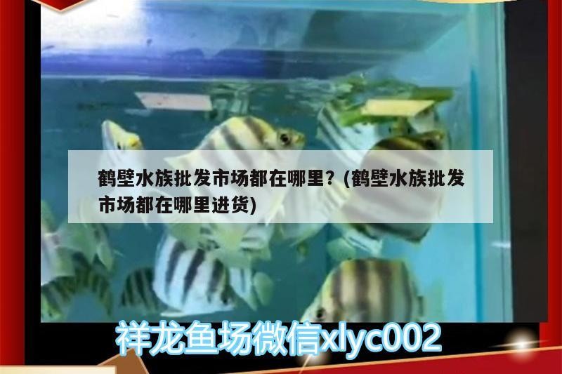 花老虎魚養(yǎng)殖技術，花老虎魚的功效與作用