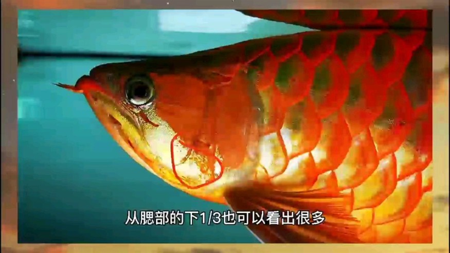 紅龍鱗片粗框發(fā)色模式涂色增彩 紅龍鱗片粗框發(fā)色模式涂色增彩 紅龍魚百科 第2張