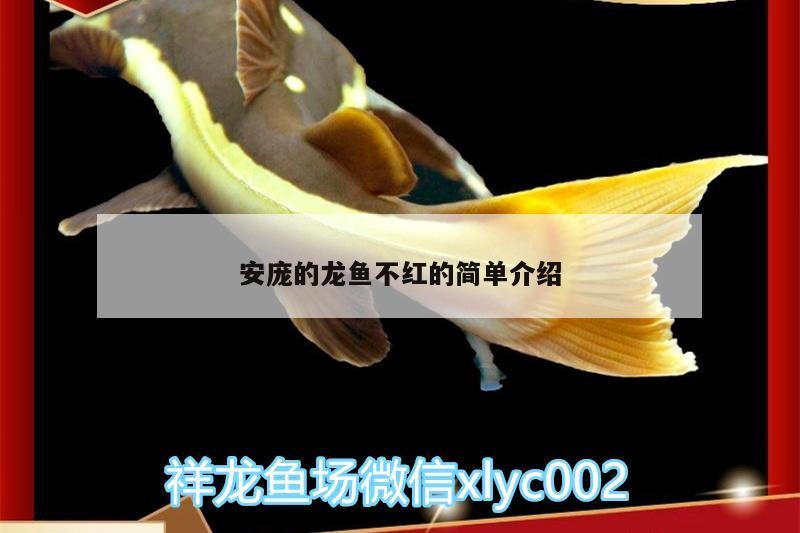 花老虎魚養(yǎng)殖技術，花老虎魚的功效與作用