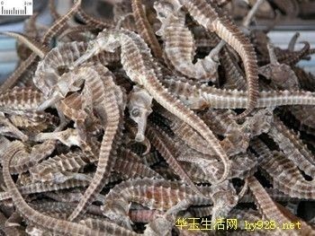 龍魚魚須彎了怎么辦？