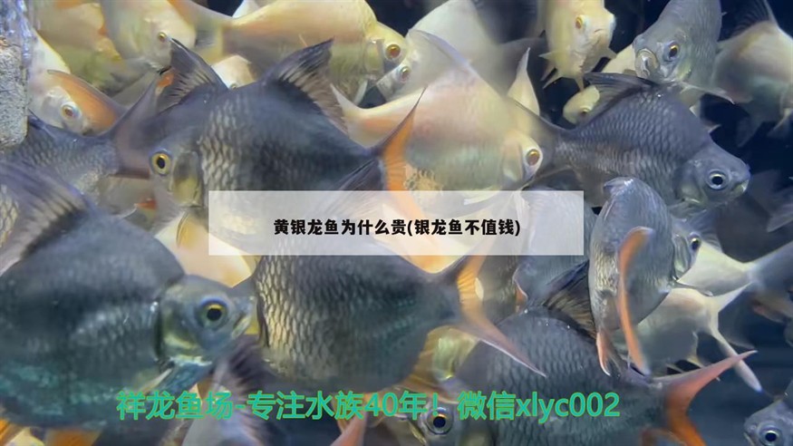 黃銀龍魚為什么貴(銀龍魚不值錢)