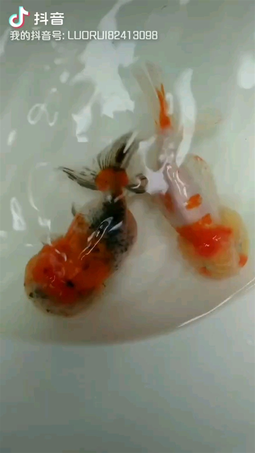 虎頭金魚！