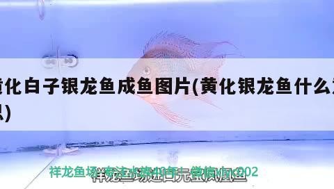 黃化白子銀龍魚成魚圖片(黃化銀龍魚什么意思)