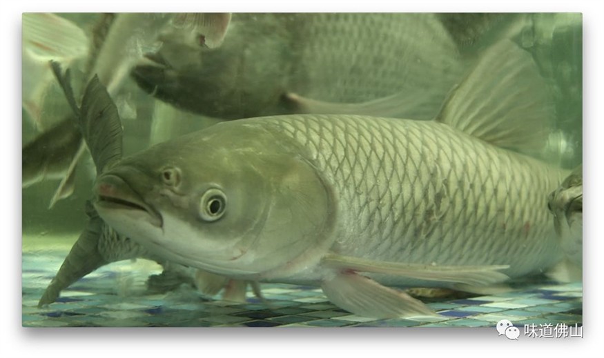 草魚用魚缸可以養嗎：草魚在魚缸中的生存技巧