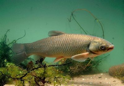 草魚用魚缸可以養嗎：草魚在魚缸中的生存技巧