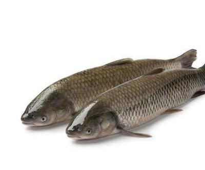 草魚用魚缸可以養嗎：草魚在魚缸中的生存技巧