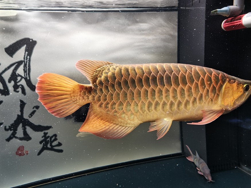 吃食兇猛