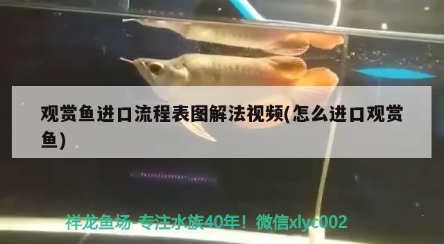 印尼虎魚好養嗎：印尼虎魚可以活多少年 印尼虎魚好養嗎：印尼虎魚可以活多少年 虎魚百科 第1張