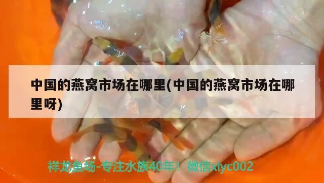印尼虎魚好養嗎：印尼虎魚可以活多少年 印尼虎魚好養嗎：印尼虎魚可以活多少年 虎魚百科 第2張
