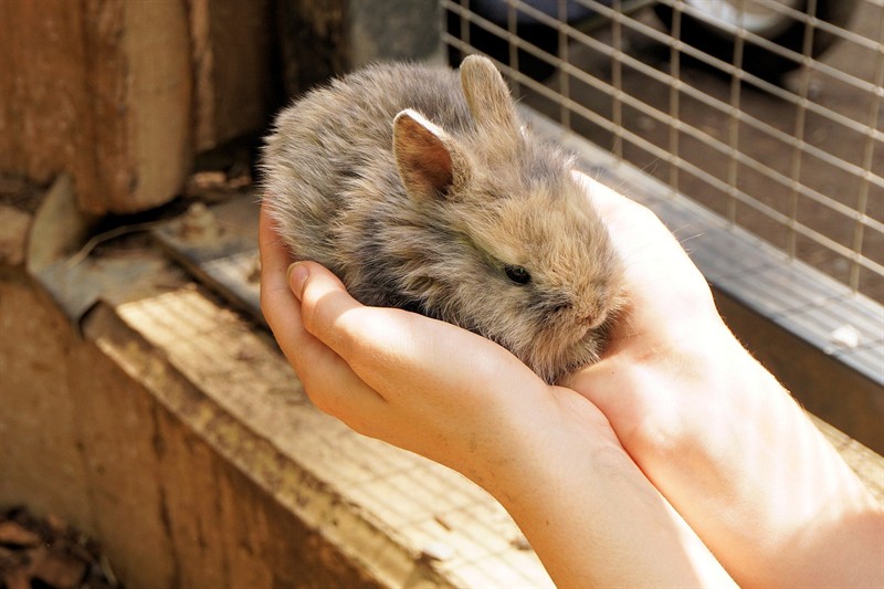 虎皮魚(yú)怎樣繁殖？（印尼虎魚(yú)怎樣繁殖琴螺和虎魚(yú)繁殖琴螺，印尼虎魚(yú)怎樣繁殖琴螺）
