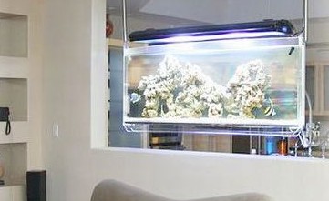 虎魚(yú)生長(zhǎng)溫度多少合適(虎魚(yú)的飼養(yǎng)溫度)