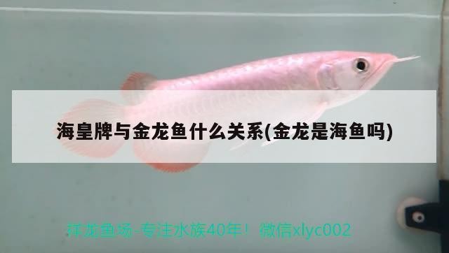 海皇牌與金龍魚什么關系(金龍是海魚嗎)
