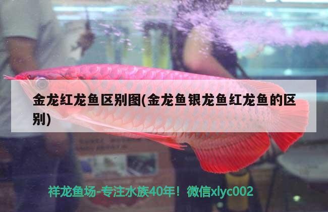 金龍紅龍魚區別圖(金龍魚銀龍魚紅龍魚的區別)