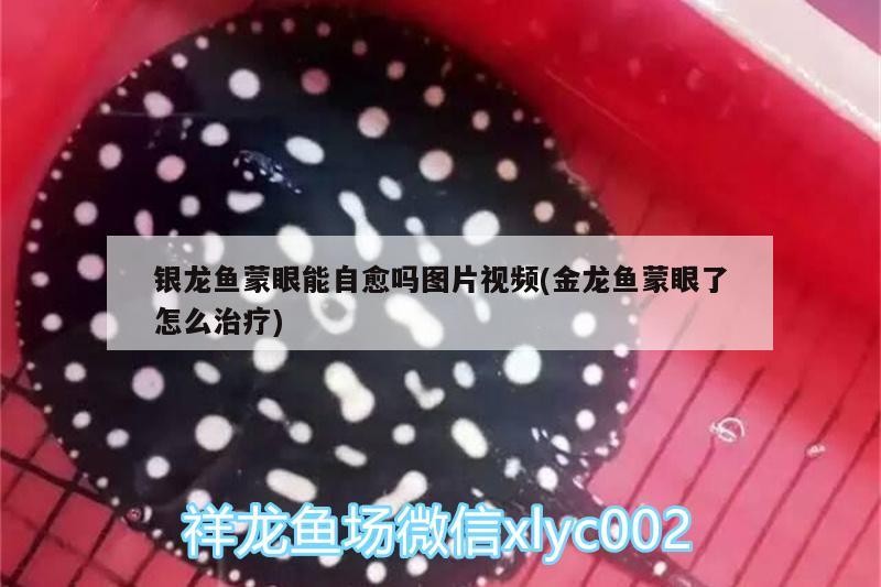 銀龍魚蒙眼能自愈嗎圖片視頻(金龍魚蒙眼了怎么治療) 銀龍魚蒙眼能自愈嗎圖片視頻(金龍魚蒙眼了怎么治療) 銀龍魚百科