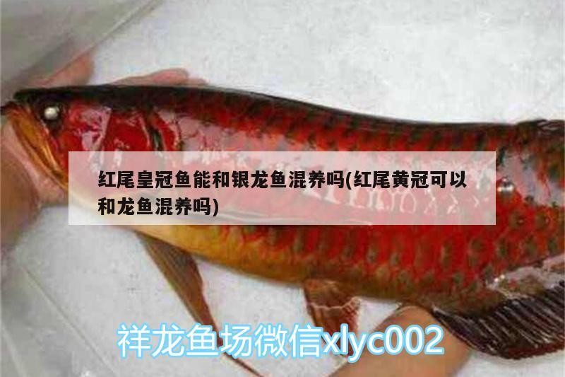 紅尾皇冠魚能和銀龍魚混養嗎(紅尾黃冠可以和龍魚混養嗎)