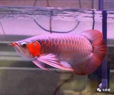印尼虎魚喂什么食物好(印尼虎魚苗吃什么)