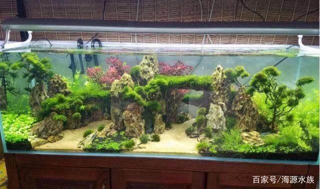 不用打理的魚缸造景：如何讓魚缸不用打理
