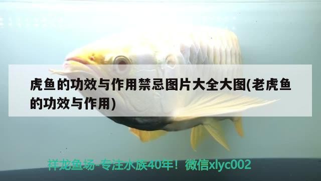 虎魚的功效與作用禁忌圖片大全大圖(老虎魚的功效與作用)