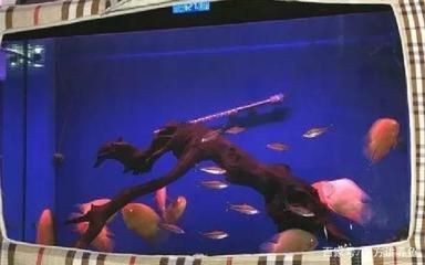 冬天魚缸水多久換一次