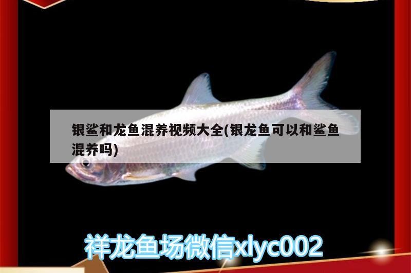 銀鯊和龍魚混養(yǎng)視頻大全(銀龍魚可以和鯊魚混養(yǎng)嗎)