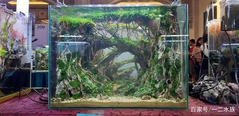 鞍山市經(jīng)濟開發(fā)區(qū)勝利水族店（鞍山市經(jīng)濟開發(fā)區(qū)勝利水族店電話）