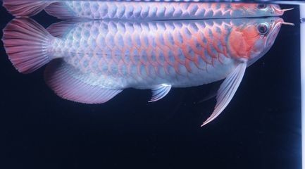 紅龍魚眼睛紅了是什么原因呢怎么治療視頻（紅龍魚眼睛紅了是什么原因呢怎么治療視頻教程）