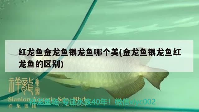 紅龍魚金龍魚銀龍魚哪個美(金龍魚銀龍魚紅龍魚的區別)