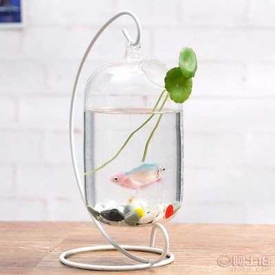 斗魚魚缸怎么布置比較好：斗魚缸布置方法和注意事項