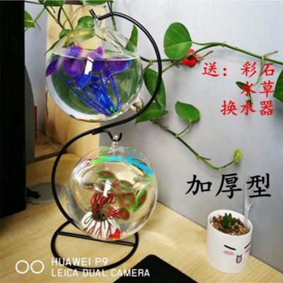 斗魚魚缸怎么布置比較好：斗魚缸布置方法和注意事項
