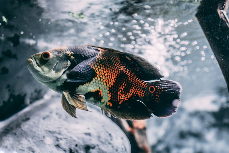 虎魚魚缸大小不一樣怎么辦虎魚魚缸大小不一樣怎么辦