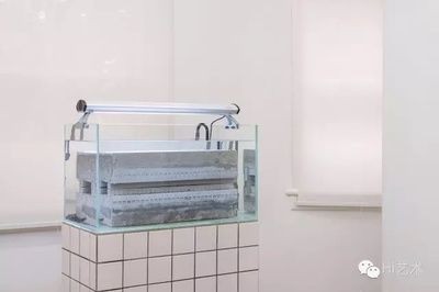 瓷磚可以用來做魚缸么視頻：瓷磚可以用來制作魚缸嗎？