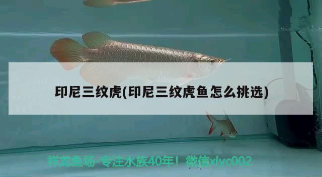 印尼三紋虎(印尼三紋虎魚怎么挑選)