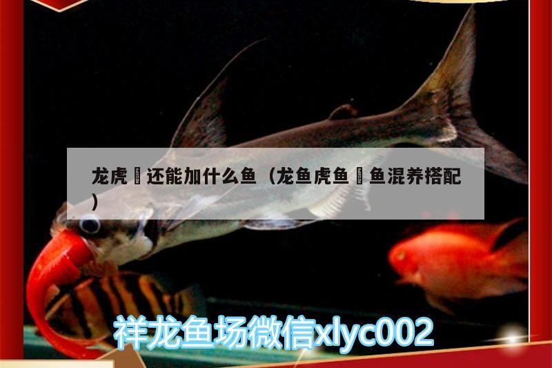 龍虎魟還能加什么魚（龍魚虎魚魟魚混養搭配）