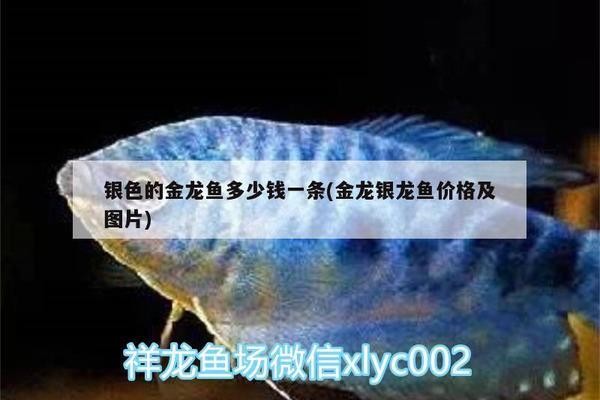 印度紅龍魚多少錢一條魚（印度紅龍魚多少錢一條魚啊）