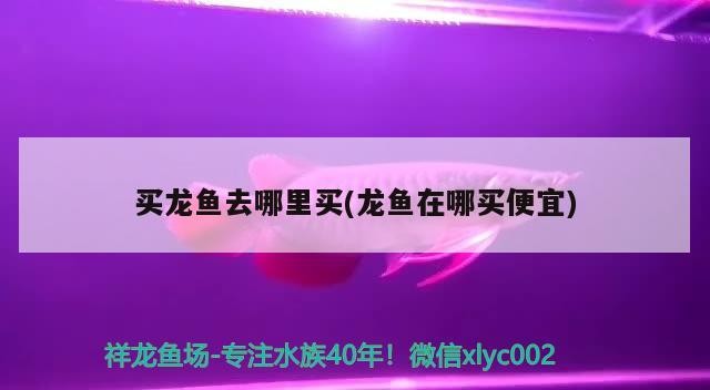 10厘米銀龍魚苗好養嗎圖片視頻(10厘米左右的銀龍魚怎么養)