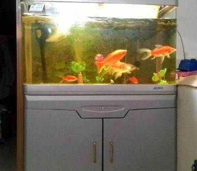 搬家魚缸不搬怎么處理好：搬家時不想搬動魚缸怎么辦？