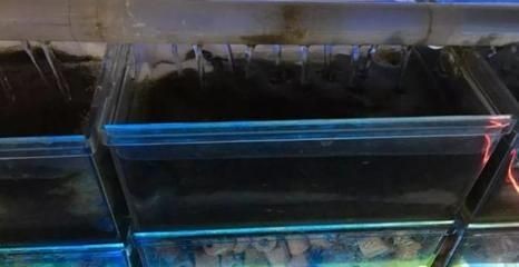 吃魚缸食物殘渣的魚：吃魚缸食物殘渣的魚時