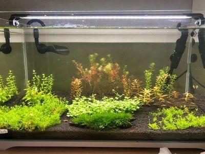 吃魚缸食物殘渣的魚：吃魚缸食物殘渣的魚時