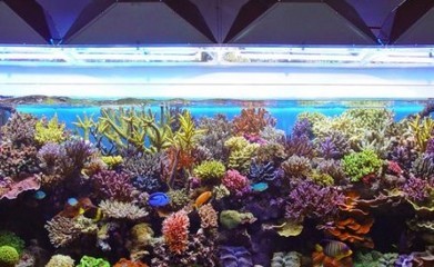 聊城市東昌府區中杰水族花卉店（聊城市東昌府區中杰水族花卉店電話）