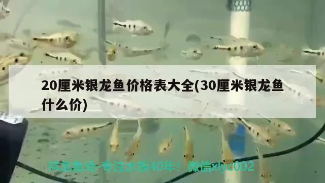 20厘米銀龍魚價(jià)格表大全(30厘米銀龍魚什么價(jià))